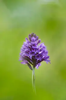 Pyramidal Orchid (Anacamptis pyramidalis) flowerspike, Kent, England, July