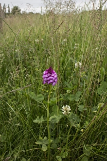 Orchids Prints: Pyramidal Orchid, flowering head in hay field