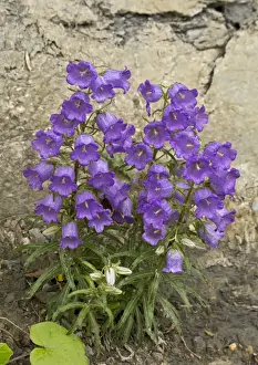 Limestone Prints: Pyrenean Bellflower (Campanula speciosa) flowering