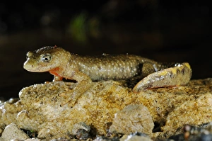 Salamanders Prints: Pyrenean Brook Newt (Calotriton asper) adult