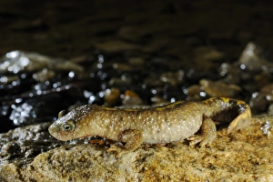 Pyrenean Brook Newt (Calotriton asper) adult, standing on rock, Ordesa y Monte Perdido N. P. Pyrenees, Aragon, Spain, june