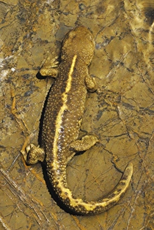 Pyrenean Brook Newt (Calotriton asper) adult, on rock in mountain stream, Col du Pourtalet, Pyrenees