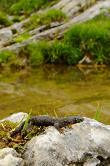 Salamanders Prints: Pyrenean Brook Newt (Calotriton asper) immature