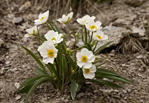 Pyrenean Buttercup (Ranunculus keupferi) flowering, Col Agnel, French Alps, France, June