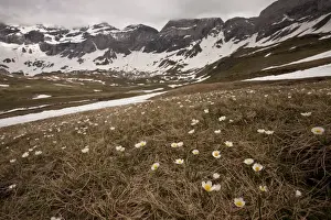 Pyrenean Prints: Pyrenean Buttercup (Ranunculus pyrenaeus) flowering mass