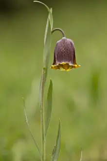 Pyrenean Fritillary (Fritillaria pyrenaica) flowering, French Pyrenees, France, May