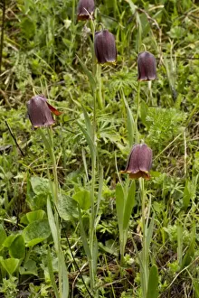 Pyrenean Fritillary (Fritillaria pyrenaica) flowering, French Pyrenees, France, May