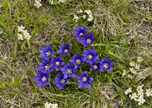 Middle East Prints: Pyrenean Gentian (Gentiana pyrenaica) flowering (at 2700m)