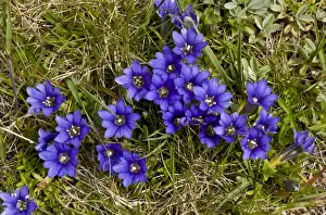 Pyrenean Gentian (Gentiana pyrenaica) flowering (at 2700m), Ovit Pass, Pontic Mountains, Anatolia, Turkey, July