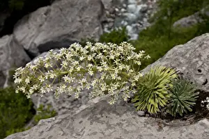 Limestone Prints: Pyrenean Saxifrage (Saxifraga longifolia) flowering