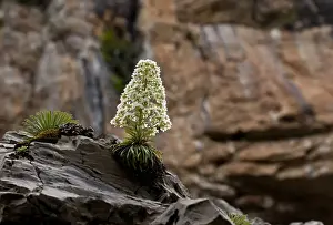 Pyrenean Saxifrage (Saxifraga longifolia) flowering, growing on limestone cliff, Ordesa N. P