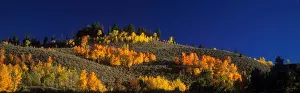Poplar Prints: Quaking Aspen (Populus tremuloides) In autumn/fall colour - Grand Teton National Park, USA