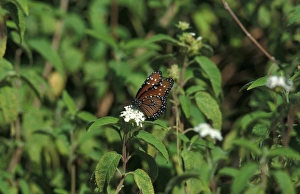 Queen Prints: Queen Butterfly (Danaus gilippus) Isabela, Galapagos