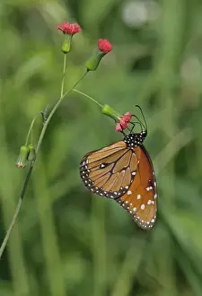 West Indian Prints: Queen Butterfly (Danaus gilippus jamaicensis) adult