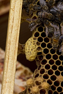 Frame Prints: A queen cell on the side of brood frame with worker bees