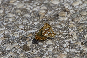 Mating Prints: Queen of Spain Fritillaries mating - Bulgaria