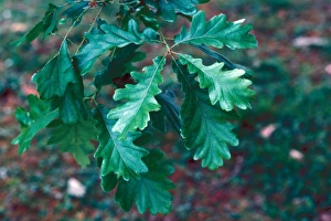 Quercus frainetto Leaf / upper / May