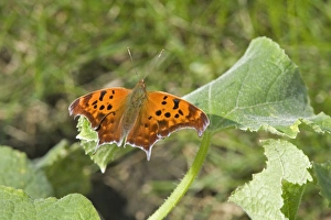 Rest Prints: Question Mark (Polygonia interrogationis) adult