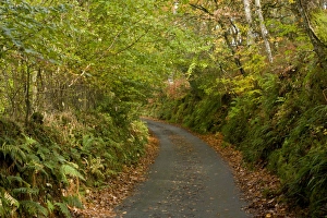 Bank Prints: Quiet minor road through mixed woodland