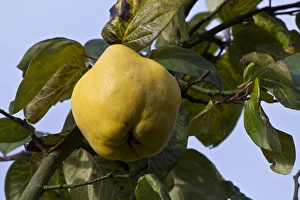 Yellow Prints: Quince (Cydonia oblonga) fruit