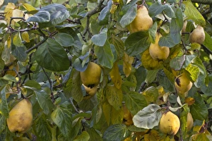 Quince (Cydonia oblonga) fruit, has lumpy yellow skin and hard flesh that is quite bitter so shouldn t be eaten raw