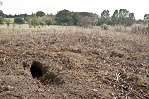 Earth Prints: Rabbit burrows in sandy soil on Suffolk farmland