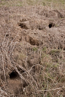 Rabbit burrows in sandy soil on Suffolk farmland