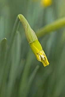 Daffodil Prints: Rabbit damage to an unopened flower on a daffodil