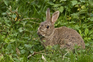 Oryctolagus Prints: Rabbit eating grass