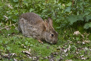 Oryctolagus Prints: Rabbit feeding on grass