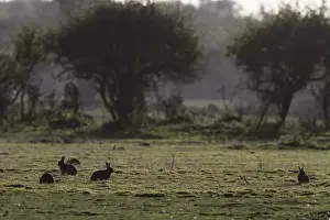 Land Prints: Rabbits grazing on heathland, Suffolk coast near Minsmere