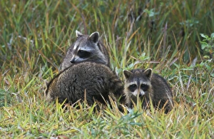 Procynoid Prints: Raccoon (Procyon lotor) Family group - USA
