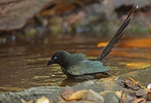 Bathing Prints: Racket-tailed Treepie (Crypsirina temia) adult