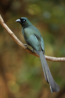 Racket-tailed Treepie (Crypsirina temia) adult, perched on vine, Kaeng Krachan N. P. Thailand, february