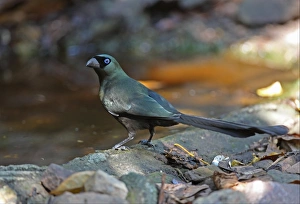 Racket-tailed Treepie (Crypsirina temia) adult, standing at edge of forest pool, Kaeng Krachan N. P. Thailand, february