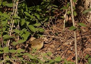 Radde's Warbler (Phylloscopus schwarzi) adult, foraging on ground, Beidaihe, Hebei, China, may
