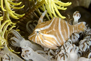 Radial Filefish (Acreichthys radiatus) adult, in xeniid soft coral, Rinca Island, Komodo N. P
