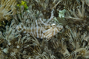 Radial Filefish (Acreichthys radiatus) adult, camouflaged in xeniid soft coral, Reta Island, Alor Archipelago