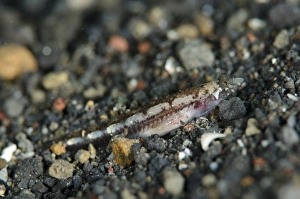 Indopacific Prints: Radiant Sand Burrower (Limnichthys nitidus) adult