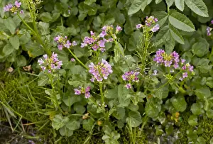 Pyrenean Prints: Radish-leaved Bittercress (Cardamine raphanifolia) flowering
