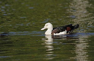 Pond Prints: Radjah Shelduck (Tadorna radjah) adult