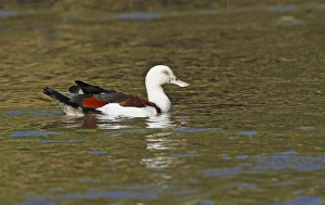 Radjah Shelduck (Tadorna radjah) adult, swimming on billabong, Cairns, Queensland, Australia, October