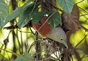 Cuckoos Prints: Raffless Malkoha (Rhinortha chlorophaea chlorophaea) adult female