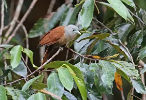 Raffless Malkoha (Rhinortha chlorophaea chlorophaea) adult female, perched on twig, Taman Negara N. P