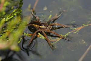Peat Prints: Raft Spider (Dolomedes fimbriatus) adult