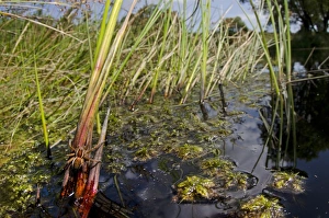 Raft Spider (Dolomedes fimbriatus) adult, resting on plant stem in pool habitat, Arne, Dorset, England, August