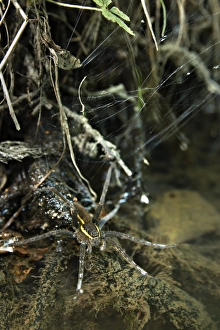Waiting Prints: Raft Spider (Dolomedes fimbriatus) adult female