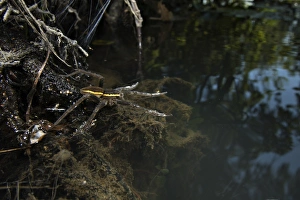Raft Spider (Dolomedes fimbriatus) adult female, with legs on water surface, waiting for prey, Italy