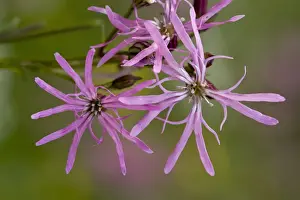 Damp Prints: Ragged Robin (Lychnis flos-cuculi) close-up of flowers