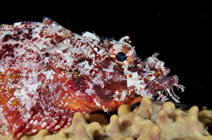 West Papua Prints: Raggy Scorpionfish (Scorpaenopsis venosa) adult